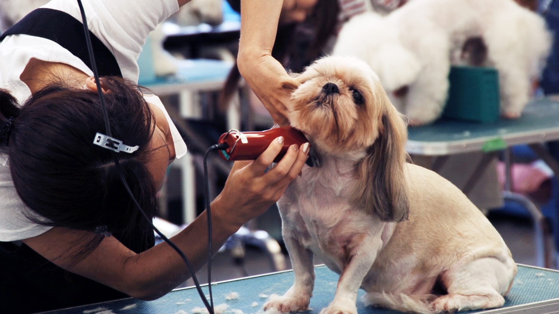 Pet Grooming Business with NamasteNet